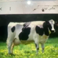 کارگر گاوداری