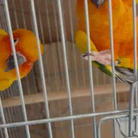 فروش طوطی های سالن