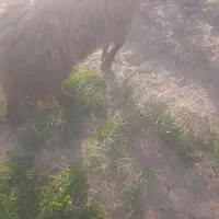 گوسفند|حیوانات مزرعه|سبزوار, قصبه غربی|دیوار