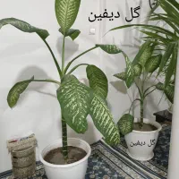گل طبیعی با گلدون|گل و گیاه طبیعی|چناران, |دیوار