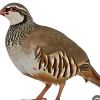 پرنده۶ ماهه