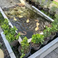 اوردک اسرایلی و جوجه اوردک
