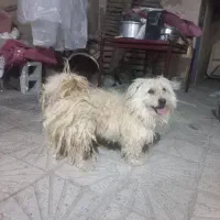 سگ خانگی|سگ|کرمانشاه, |دیوار