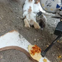 دوعددخرگوش