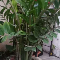 گل زامفولیا