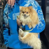 سگ پامر گمشده مژدگانی عالی|حیوانات|تربت جام, علوی|دیوار