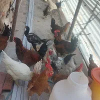 مرغ تخمگذار