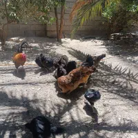 مرغ محلی قیمت منا سب مرغ خوب سالم