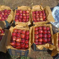 سیب سفید30جعبه قرمز 70جعبه