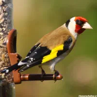 سهره نر.دهن دار بخون