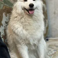 سگ ماده سامویید