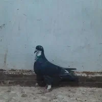 7 کفتر/کبوتر|پرنده|تربت جام, خیرآباد|دیوار