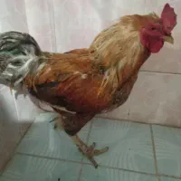 فروش خروس