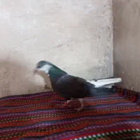 کفتراصفهانی|پرنده|برخوار, |دیوار