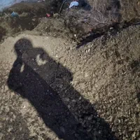 کود فرآوری  شده گاوی   و کود ورمی|گل و گیاه طبیعی|بجنورد, |دیوار