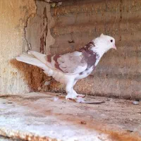 کفتر ۲تا ماده کاکولی پریا|پرنده|ری, ولی آباد|دیوار