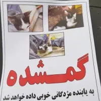 گربه گمشده