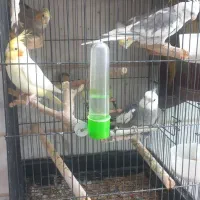 فروش عروس هلندی|پرنده|ملارد, |دیوار