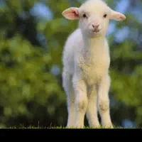 قربونی درجه 1 از دام دار