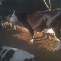 ۲عددگاوقصر شیری