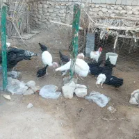 بوقلمون یکساله و پنج ماهه|حیوانات مزرعه|اهرم, |دیوار