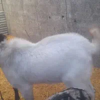 بز پاکستانی ۴ ۵ قلوزا نر