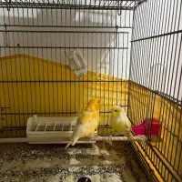 قناری نر و ماده