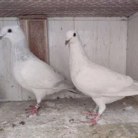 رنگه همه باهم دونه 500|پرنده|مشهد, کوشش|دیوار