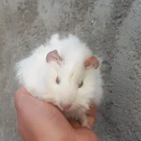 خوکچه هندی|موش و خرگوش|مشهد, پورسینا|دیوار