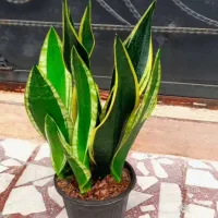 ۲۰عدد گل آپارتمانی خوشگل مشتری واقعی تخفیف هم داره|گل و گیاه طبیعی|رشت, عینک|دیوار