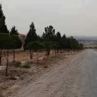 زمین-باغرود-سند-تک-برگ