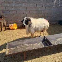 فروش قوچ بذری|حیوانات مزرعه|نی‌ریز, |دیوار