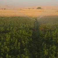 یونجه اماده