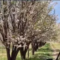 باغشهری ۱۰۰۰متری ،سیخ دارنگون مجموعه شخصی|فروش زمین و ملک کلنگی|شیراز, جانبازان|دیوار