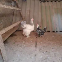 مرغ برهما بلو لایت فول کیفیت