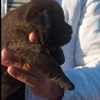 کنکورسو|سگ|تهران, شهرک غرب|دیوار