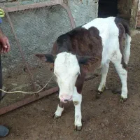 یک عدد گاو با گوساله ماده