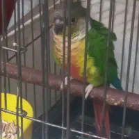 طوطی گرینچک بالغ|پرنده|ری, ظهیرآباد|دیوار