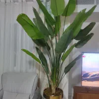 گل پرنده بهشتی درحدنو