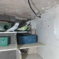 یک عدد مینا گمشده