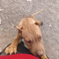 سگ نر 4ماهه نژادپیت بول|سگ|جوین, |دیوار