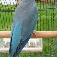 طوطی راهبه بلو اسکای نر سخنگو معاوضه با ملنگو|پرنده|صومعهسرا, |دیوار