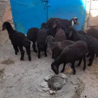 بره