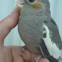 طوطی عروس 2ماهه رام