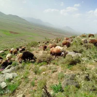 بره گوسفند زنده