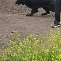 ژرمن بلک شولاین موبلند