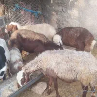 بز میش