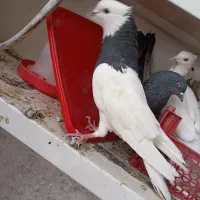 طوقی