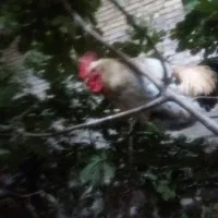 تخم نطفه دار وخوراکی|حیوانات مزرعه|یزد, |دیوار