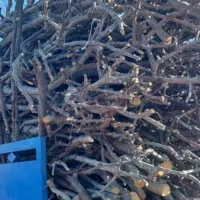 خرید انواع درخت خشک تر|خدمات باغبانی و درختکاری|چالدران, |دیوار